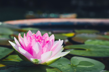 Wall Mural - beautiful pink lotus flower in pond. aquatic water lily fresh nature flower blooming background outdoors in garden top view with sunlight.
