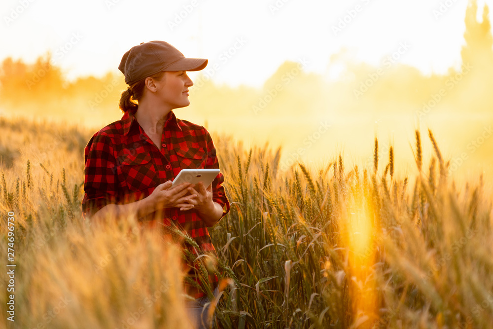 A woman farmer examines the field of cereals and sends data to the cloud from the tablet. Smart farming and digital agriculture.	 - obrazy, fototapety, plakaty 