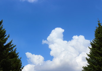 High evergreen trees with fluffy cumulus cloud on blue sky background. Bright blue sky and the view of forest