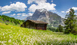 Swiss beauty, chalet on the meadows in Grindelwald valley, under Wetterhorn mount, Bernese Oberland,Switzerland,Europe