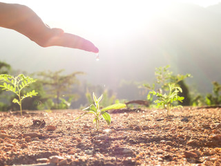 Hand nurturing and watering young baby plants growing in germination sequence on fertile soil at sunset background