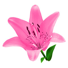 Poster - flower pink lily isolated on white background with clipping path.  Close-up. Flower bud on a green stem with leaves. Nature.