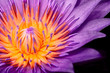 © PixHound - Purple Water Lily, Purple Lotus macro shot showing pistil and stamen isolated on black