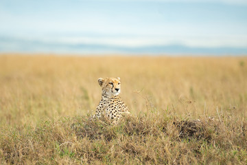 cheetah in masai mara