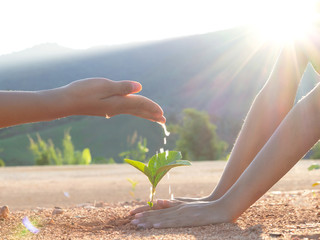 Hands nurturing and watering young baby plants growing in germination sequence on fertile soil at sunset background