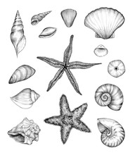 Sea Pencil Sketch Collection. Graphic Drawings Of Starfish, Shells, Mollusks And Mussel Isolated On A White Background. Vintage Style. Original Pencil Hand Drawn Illustration. Marine Design.