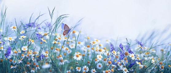Fotomurales - Beautiful wild flowers chamomile, purple wild peas, butterfly in morning haze in nature close-up macro. Landscape wide format, copy space, cool blue tones. Delightful pastoral airy artistic image.