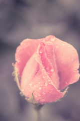 Wall Mural - Vintage Flower rose with drops of water, close up detail