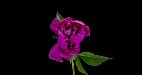 Wall Mural - Pink Peony Flower Blooming. Black Background. Timelapse. 4K.