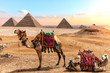 Camels near the Pyramids, beautiful Egyptian scenery