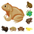 Vector design of frog and anuran icon. Set of frog and animal stock vector illustration.