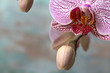 Nahaufnahme einer Orchidee Phalaenopsis