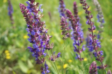 Wall Mural - Blossoming steppe grass sage (Salvia officinalis) on the field