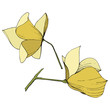 Vector Magnolia foral botanical flowers. Yellow engraved ink art. Isolated magnolia illustration element.