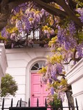 Fototapeta Na drzwi - Blossoming wisteria tree climbing on a house with pink door in Notting Hill, London, UK. 