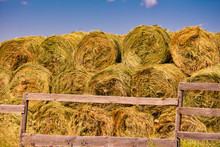 Rolled Hay Bales In A Field Near Purlear, NC.
