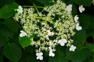 Wall Mural - Flowers of climbing hydrangea in the garden close-up.