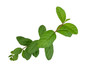 © lewal2010 - branch of guava leaves isolated on white