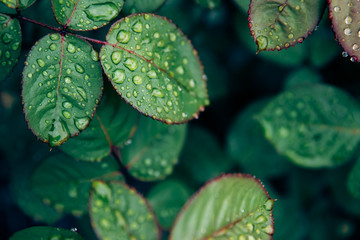 Rose leaves with water drops after rain. Concept background flora