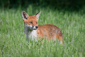 Aufkleber - A red fox stands in the grass and looking alert to the right into copy space