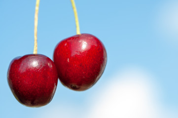 ripe cherry on blue background