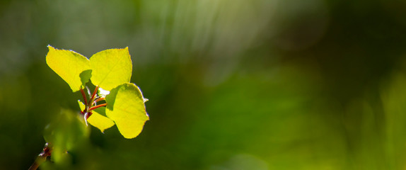 aspen leaves in green