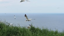 Northern Gannets At Bempton Cliffs