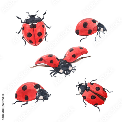Watercolor ladybug illustration set Tableau sur Toile