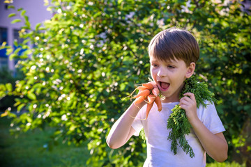 Little child eating fresh harvested ripe carrots in the garden on the planting bed in summer day