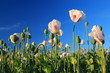 Detail of flowering opium poppy