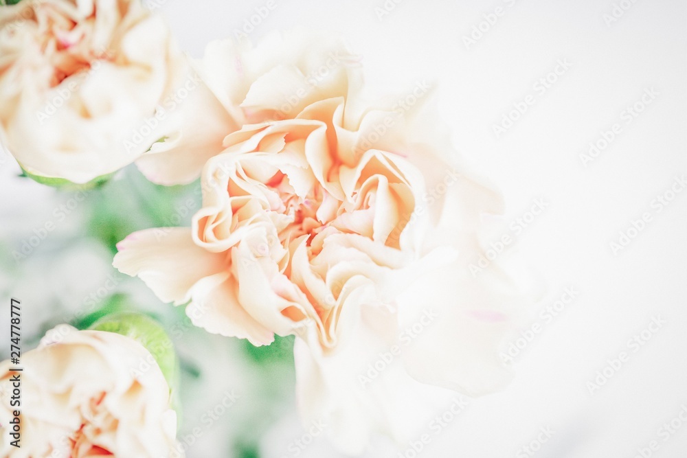 Delicate flower background. Soft focus of close up pastel carnation flowers. Copy space - obrazy, fototapety, plakaty 