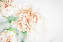 Delicate Flower Background. Soft Focus Of Close Up Pastel Carnation Flowers. Copy Space