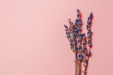 Fototapeta Lawenda - Lavender on a pink retro background. toned photo. floral background