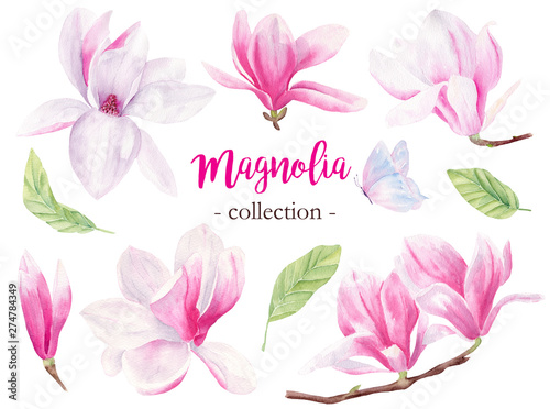 Wild magnolia hand drawn watercolor raster illustrations set