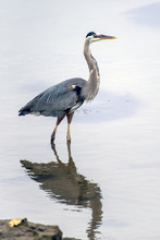 Great Blue Heron And His Reflection Wading Throught The Shallow Water Of Marina In Search Of Fishy Food To Eat.