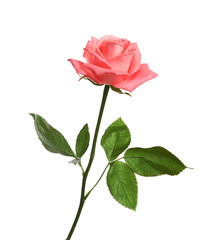 Poster - Beautiful blooming pink rose on white background