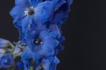  blue flower on black background