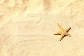 Starfish at sandy beach on sunny day, top view. Space for text