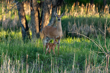 Wall Mural - A White-tailed Deer Dow with Young Fawn