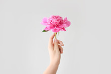 Female Hand With Beautiful Peony On Light Background