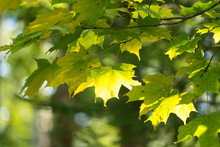 Sun Shining Through Yellow And Green Fall Maple Leaves, Just Starting To Turn Yellow.  Bright Green And Yellow Leafy Background 