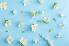 Flowers Arranged In Pattern Of Sweet Mock Orange Blossoms And Offspring On A Light Blue Background. Seen From Above As A Flat Lay Design.