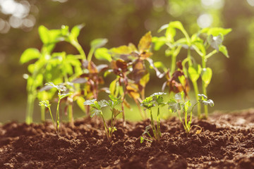 Wall Mural - young small colored plants under the sunshine