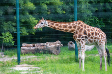 Rothschild's Giraffe Or Giraffa Camelopardalis Rothschildi Walks In Captivity
