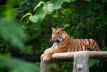 Bengal Tiger Lying  Down