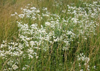 Poster - Wildflowers