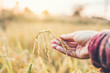 © joyfotoliakid - Smart farming and organic agriculture Woman studying the development of rice varieties in rice field