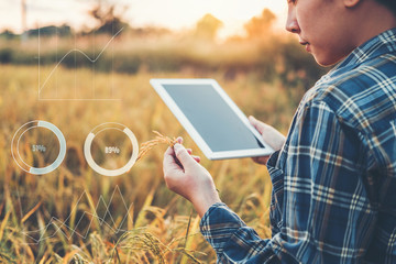 Smart farming Agricultural technology and organic agriculture Woman using the research tablet and studying the development of rice varieties in rice field