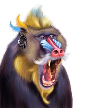 Mandrill Baboon Portrait