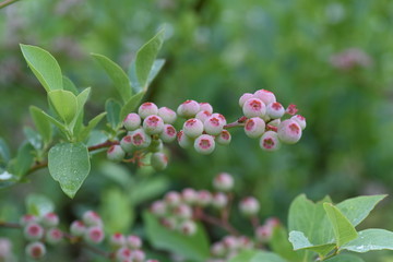 Poster - Blueberries bloom pretty in spring,and in summer the fruit swells to green, red, blue and purple black,and in autumn you can enjoy the vivid autumn leaves.